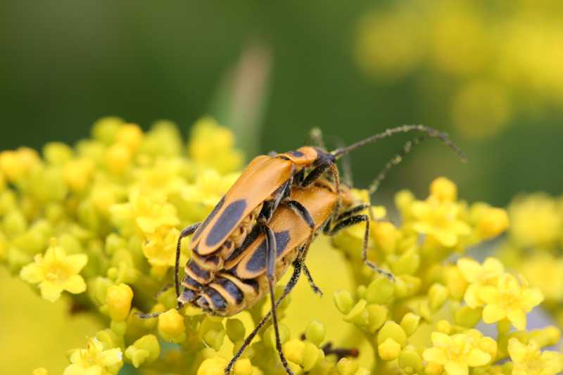 Beneficial insects